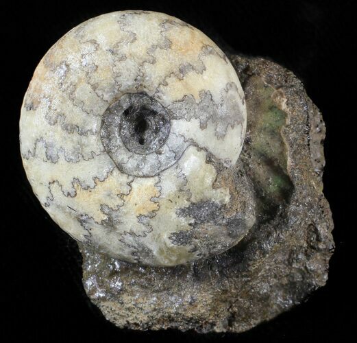 Craspedites Ammonite Fossil - Russia #63277